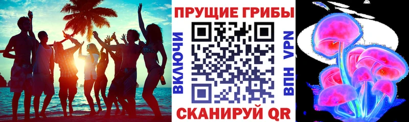 Галлюциногенные грибы Psilocybe Ессентуки